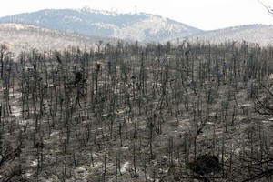 Στάχτη και μπούρμπερη