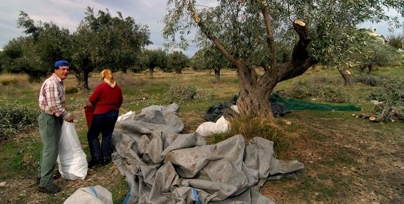 126 εκατ. ευρώ έλαβαν 69.014 δικαιούχοι γεωργοί και κτηνοτρόφοι