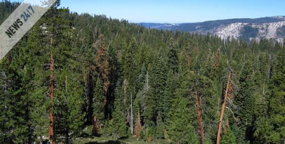 Όλα τα λεφτά στα δάση