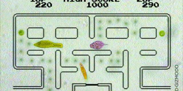 Pac-Man με μικροοργανισμούς!
