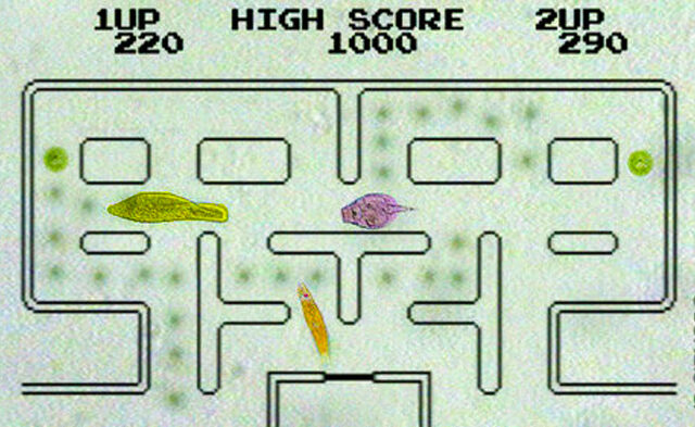 Pac-Man με μικροοργανισμούς!