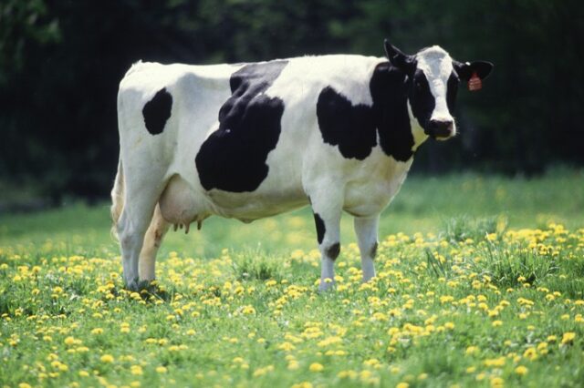 Μητρικό γάλα από… αγελάδα