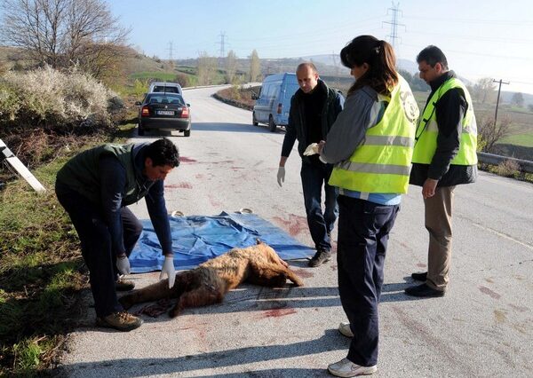 Νεκρό αρκουδάκι στη Φλώρινα