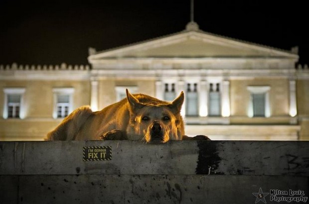 Πέθανε ο Λουκάνικος, ο “σκύλος επαναστάτης”