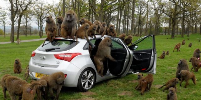 Hyundai. Τεστ αντοχής με 40 πιθήκους για το i30