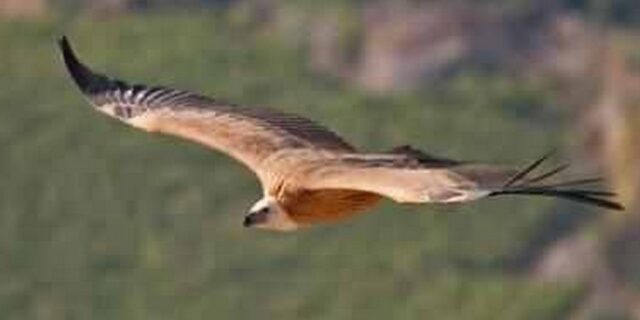 Η Κρήτη εξάγει…γύπες στην Κύπρο