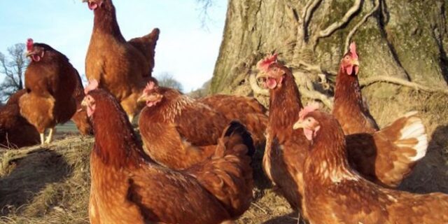 Έπιασε τους κλέφτες να τρώνε ζωντανές τις κότες του