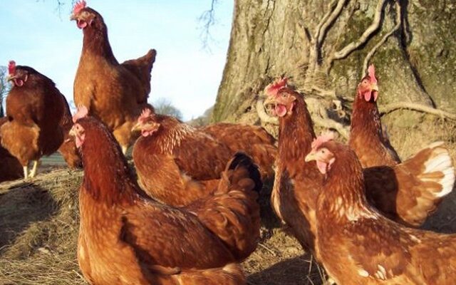 Έπιασε τους κλέφτες να τρώνε ζωντανές τις κότες του