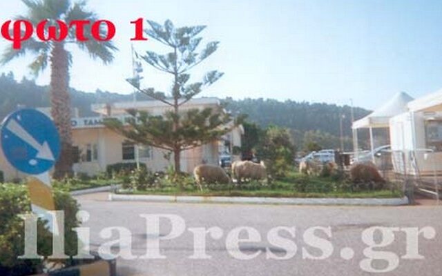 Επιδρομή…προβάτων στο λιμάνι του Κατάκολου