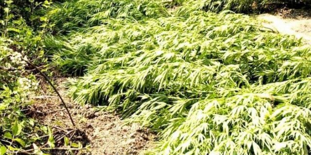 Πολυεθνική…χασισοφυτεία στο Ρέθυμνο
