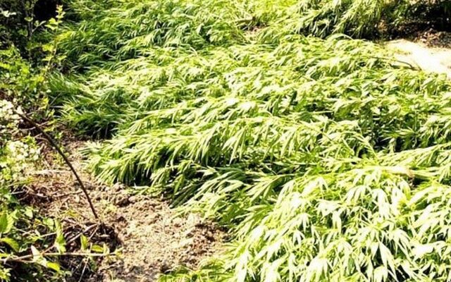 Πολυεθνική…χασισοφυτεία στο Ρέθυμνο
