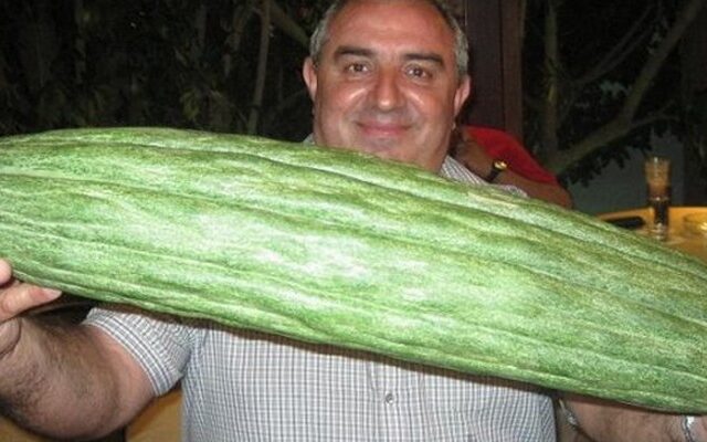 Αγγούρι βάρους 6 κιλών στην Κρήτη!