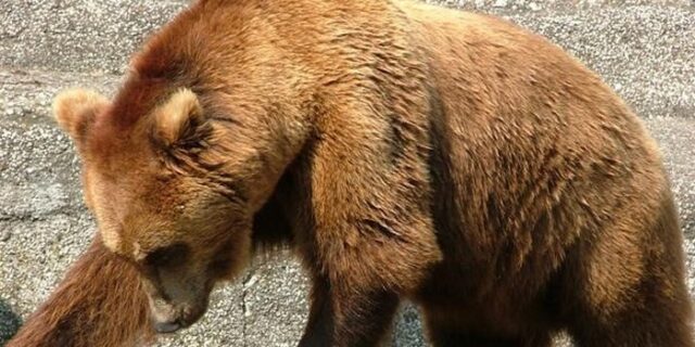 Υπέρ της αρκούδας που έχει σπείρει τον τρόμο στην Καστοριά, ο Οικουμενικός Πατριάρχης