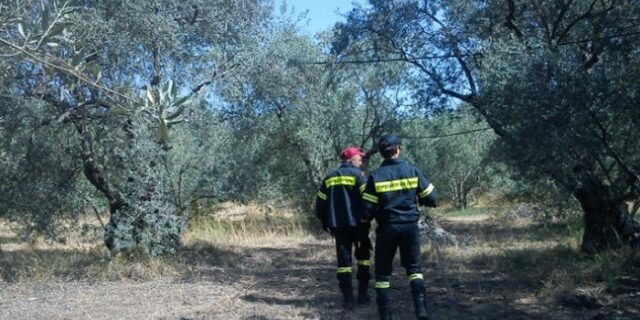 Επιχείρηση της ΕΜΑΚ για τον εντοπισμό μυστηριώδους ερπετού στη Φθιώτιδα