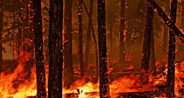 Περίπου 90.000 στρέμματα δάσους χάθηκαν στις μεγάλες φωτιές