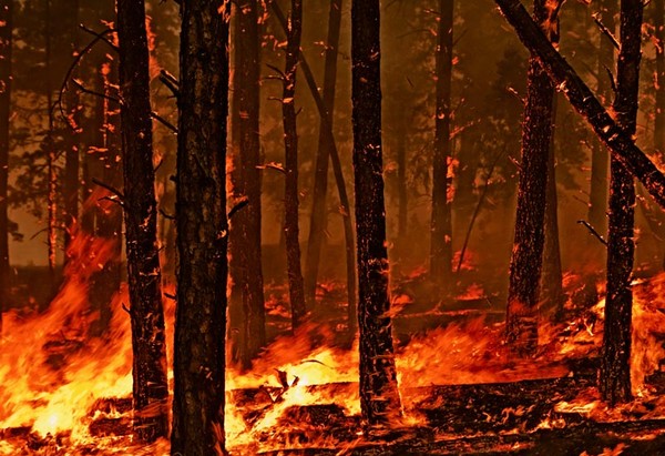 Περίπου 90.000 στρέμματα δάσους χάθηκαν στις μεγάλες φωτιές