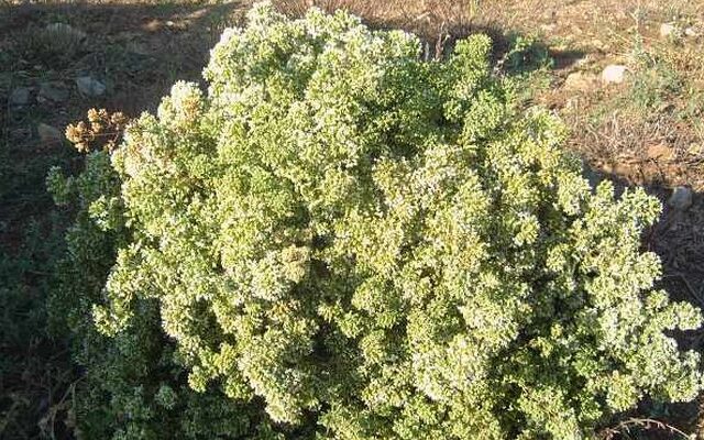 Είδη προς εξαφάνιση το τσάι του βουνού και η ρίγανη