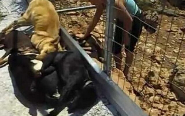 Ομαδική δηλητηρίαση σκυλιών στα Χανιά