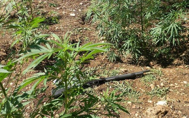 Συμπλοκή αστυνομικών με χασισοκαλλιεργητές στο Ρέθυμνο