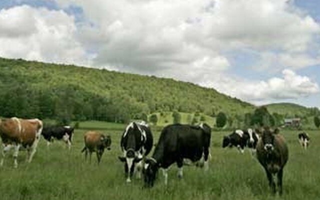 Τσοπάνηδες για…αδέσποτες αγελάδες προσέλαβε ο δήμος Καλαμάτας
