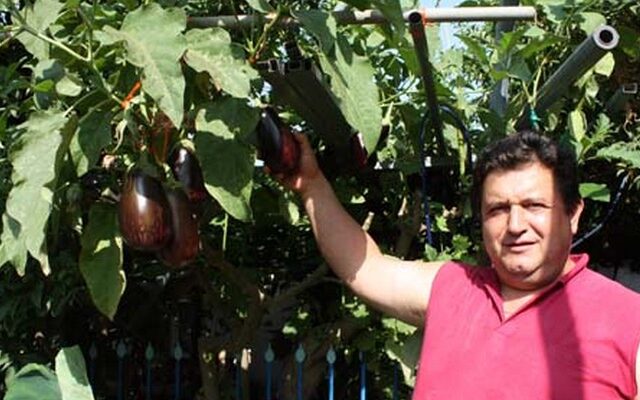 Μελιτζανιά ύψους τριών μέτρων στον Πύργο!