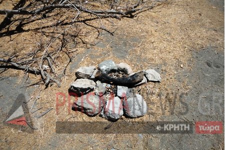 Ανοχύρωτο στις φωτιές το φοινικόδασος της Πρέβελης