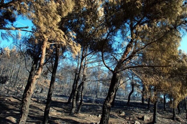 Πάνω από 500.000 οι καμένες εκτάσεις το φετινό καλοκαίρι
