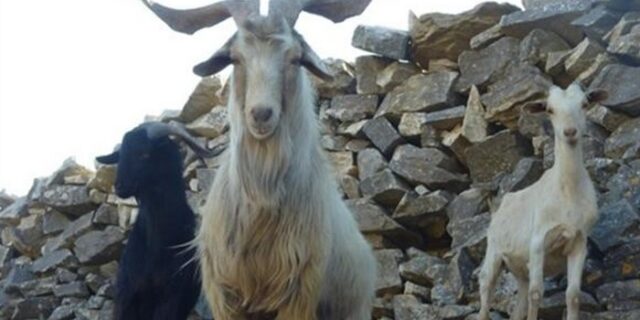 Καλλιστεία για…τράγους και κριάρια στην Αλεξανδρούπολη