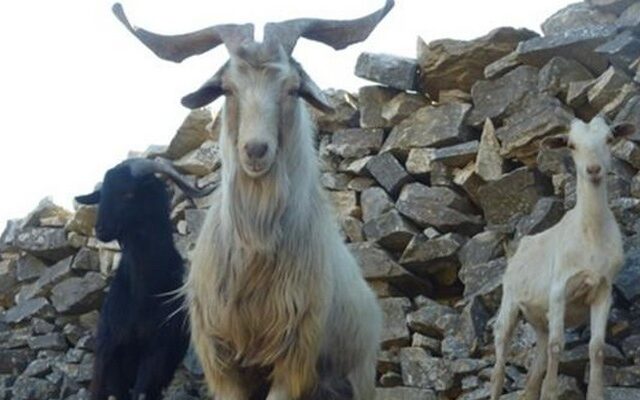 Καλλιστεία για…τράγους και κριάρια στην Αλεξανδρούπολη