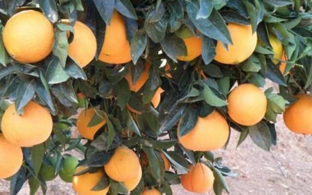 Ανάκληση παρτίδων πορτοκαλάδας
