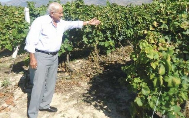 Τρύγησαν και έκλεψαν πέντε τόνους σταφύλια!