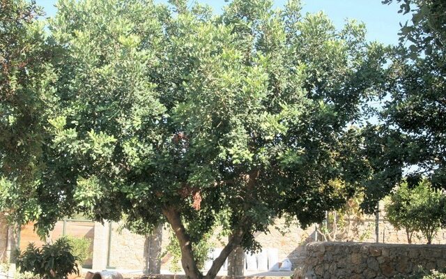 Κόβουν ό,τι δέντρο βρουν και όπου το βρουν για καυσόξυλα