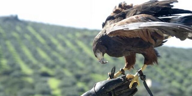 Σκότωνε αρπακτικά για να τα χρησιμοποιεί ως σκιάχτρα