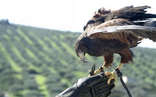 Σκότωνε αρπακτικά για να τα χρησιμοποιεί ως σκιάχτρα