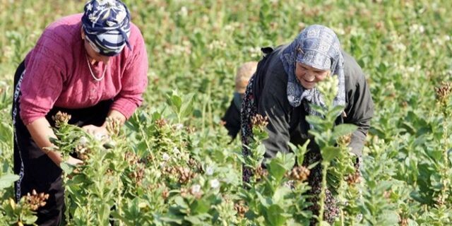 Νεκροί καπνοπαραγωγοί έκαναν αίτηση για κοινοτικά προγράμματα!