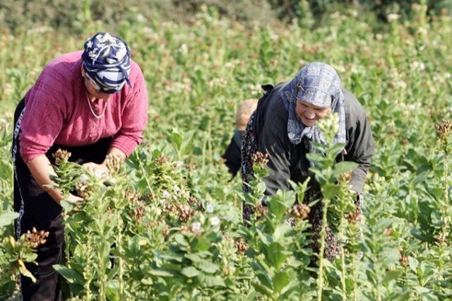 Νεκροί καπνοπαραγωγοί έκαναν αίτηση για κοινοτικά προγράμματα!
