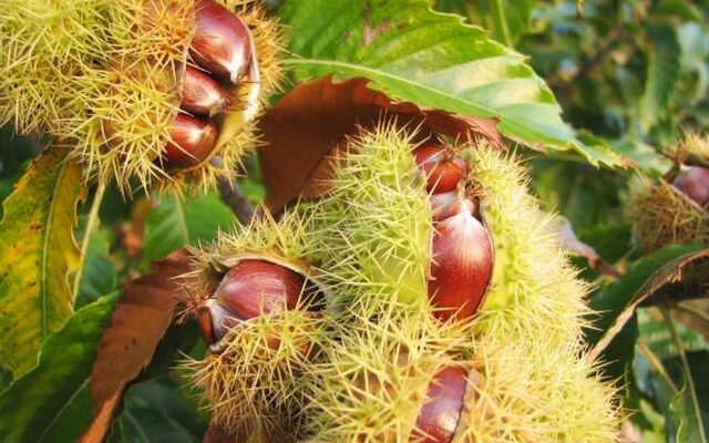 Η ζέστη… έψησε κάστανα στα Χανιά