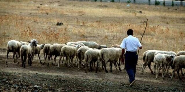 Συνέντευξη για μια θέση…τσοπάνη