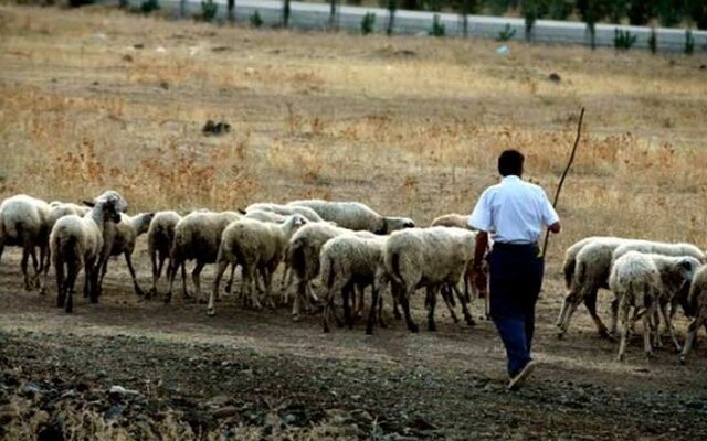 Συνέντευξη για μια θέση…τσοπάνη