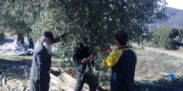 Μάζεψε ελιές για τους φτωχούς ο μητροπολίτης Θηβών και Λεβαδείας