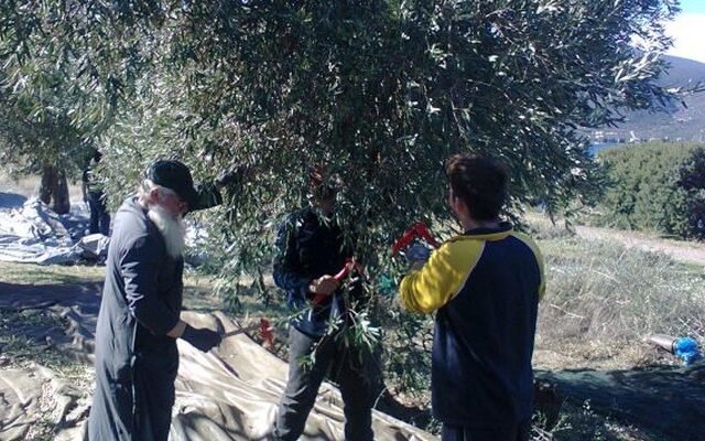 Μάζεψε ελιές για τους φτωχούς ο μητροπολίτης Θηβών και Λεβαδείας