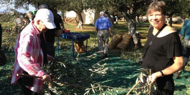 Δανοί τουρίστες μαζεύουν ελιές στη Μεσσηνία