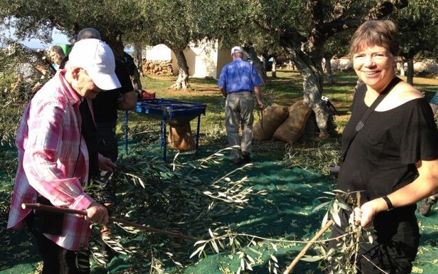 Δανοί τουρίστες μαζεύουν ελιές στη Μεσσηνία