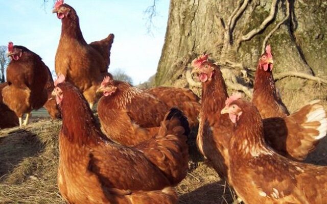 Πήγε να πληρώσει βιβλία με…κότες