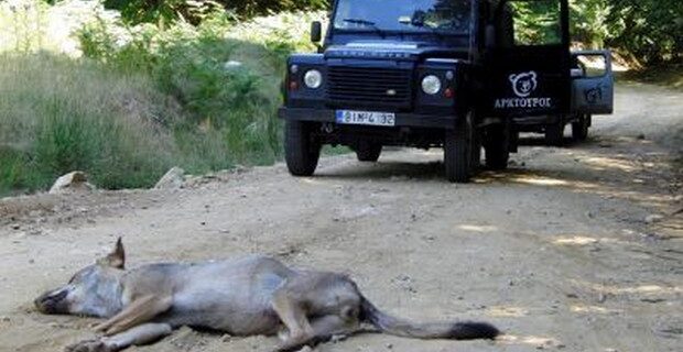 Νεκρός λύκος σε τροχαίο στη Φλώρινα