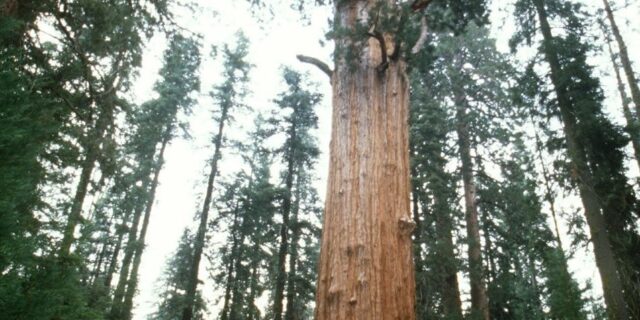 Δέντρα 3.200 ετών στον φωτογραφικό φακό του National Geographic