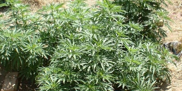 Χρυσό μετάλλιο η Κρήτη στην…καλλιέργεια κάνναβης