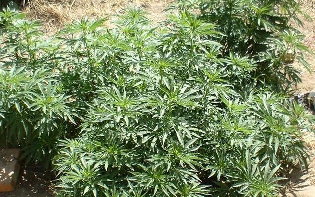 Χρυσό μετάλλιο η Κρήτη στην…καλλιέργεια κάνναβης