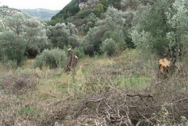 Θυσιάζουν την άγρια χλωρίδα για καυσόξυλα