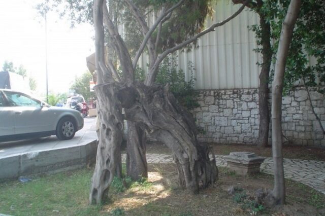 Διευκρινίσεις για την Ελιά του Πλάτωνα